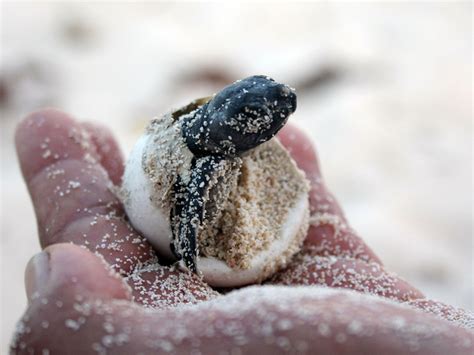 Playas Mexicanas Para Liberar Tortugas