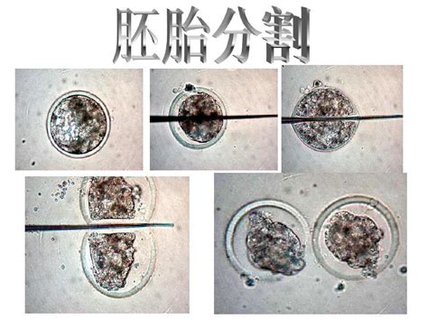 胚胎分割和胚胎干细胞培养word文档在线阅读与下载免费文档