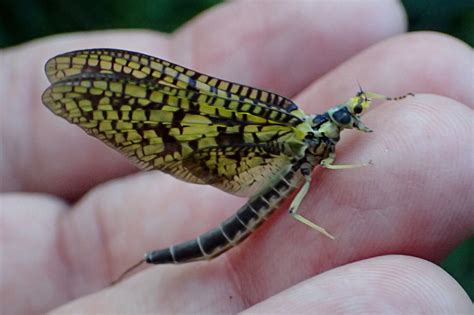 green drake fly pattern fishing guide