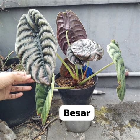 Jual Tanaman Hias Keladi Tengkorak Tanaman Hias Alocasia Cuprea