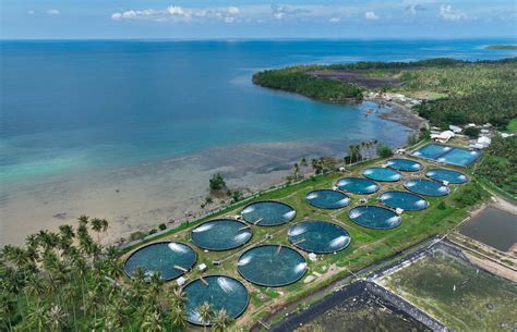 pemerintah dorong perluasan tambak udang modern kompasid