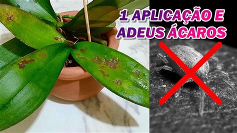 APENAS UM PRODUTO ACABE OS ÁCAROS NAS ORQUÍDEAS YouTube