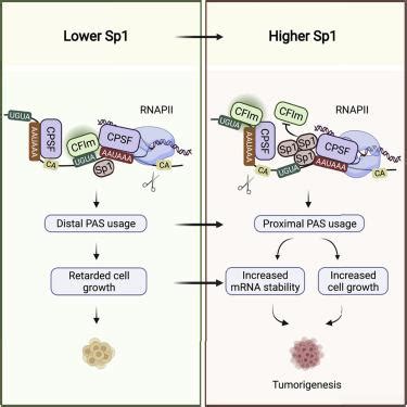 C2H2 锌指蛋白 Sp1 对选择性多腺苷酸化的调节 Molecular Cell X MOL