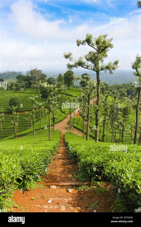 tea plantation in Kerala Stock Photo - Alamy