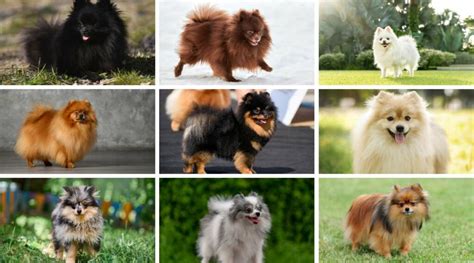 Pomeranian Colors: 18 Standard & Non-Standard Variations | Canine Journal