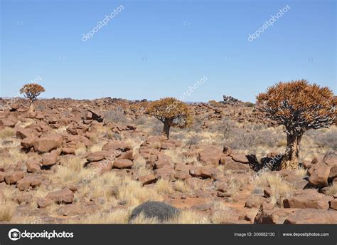 Quiver Tree Forest Kalahari Desert Namibia Stock Photo By Claudiovidri