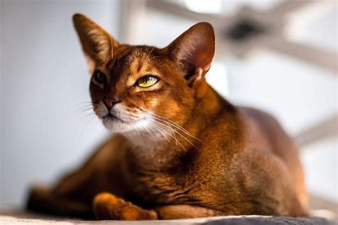 The 10 Most Affectionate Cat Breeds In 2020 Abyssinian Cats Cat Breeds Abyssinian Kittens