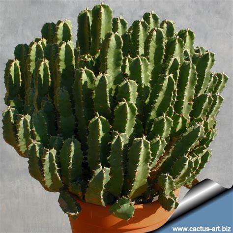 Euphorbia Resinifera