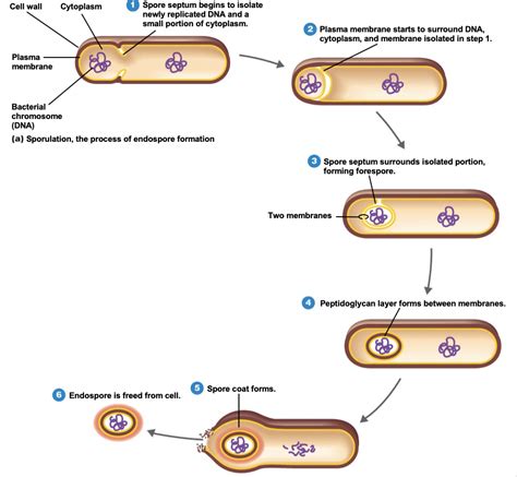 Chapter 4 Microbiology Functional Anatomy Of Prokaryotic And