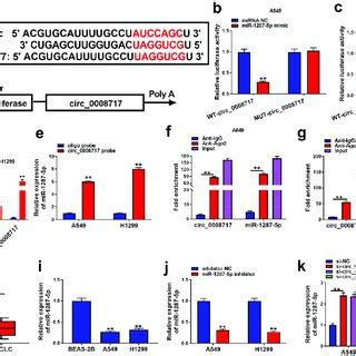 MiR 1287 5p Is A Target Of Circ 0008717 In NSCLC Cells A The Binding