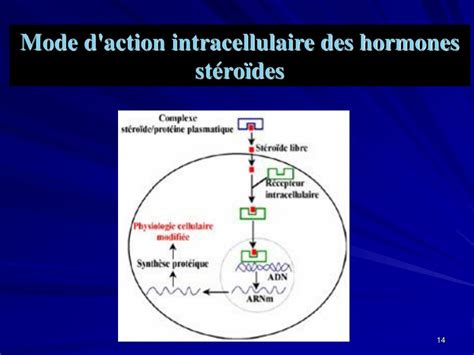 Ppt Hormones Et Syst Me Endocrinien Powerpoint Presentation Free