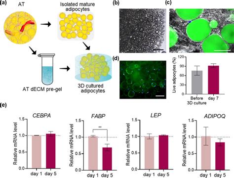 Characterization Of The 3D Adipocyte Construct A Schematic