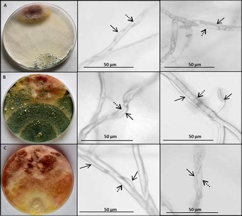 Interactions Between F Culmorum Kf846 And A T Viride An430 B T