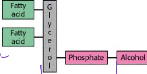 Biomed Assessment Fluids And Electrolytes Flashcards Quizlet