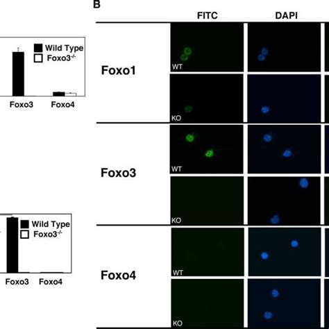 Foxo Is The Principal Active Foxo In Hematopoietic Stem Cells A