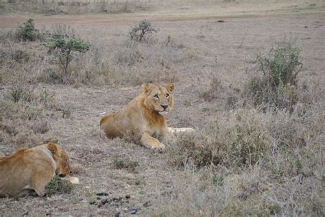 Nairobi National Park Elephant Orphanage And Giraffe Center GetYourGuide