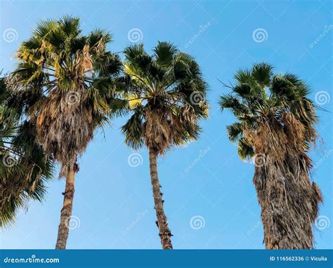 Beautiful Blue Sunny Day Tree Palm Trees In Hot Summer Day Against Sky