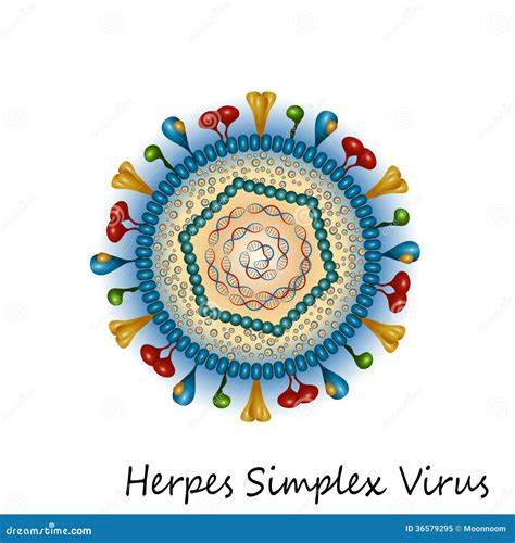 Herpes Simplex Virus Particle Structure Royalty Free Stock Photo