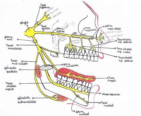 Quais Nervos Anestesiar Para Cada Dente Braincp