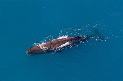 Kaikoura Helicopters Classic Whale Watch