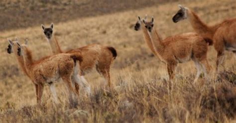 Reserva Pampa Galeras Concentra La Mayor Poblaci N De Vicu As Del Pa S