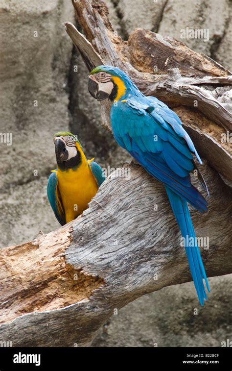 Blue and Yellow Macaws Stock Photo - Alamy