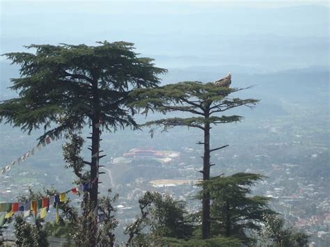 Hotels in dharamsala, Best Places to Stay in dharamsala