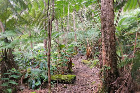 Hawaiʻi Birding Trails Features Wildlife