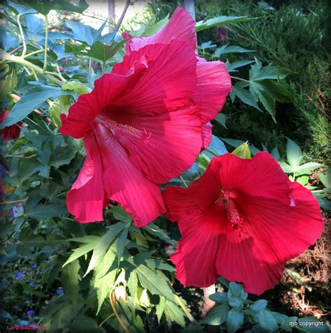 Hibiscus Plant Care And Collection Of Varieties