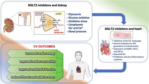 Functional And Clinical Importance Of SGLT2 Inhibitors In Frailty From