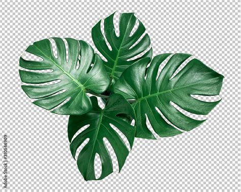 Green Monstera Leaf On Isolated Transparency Background Tropical Leaves