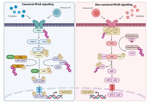 Canonical And Non Canonical Nfkb Signalling Biorender Science Templates