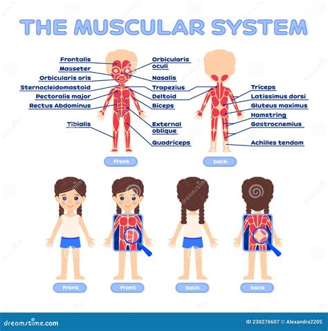 Latlante Del Corpo Umano Per I Ragazzi Ossa Muscoli E Organi A Grandezza Naturale A Colori