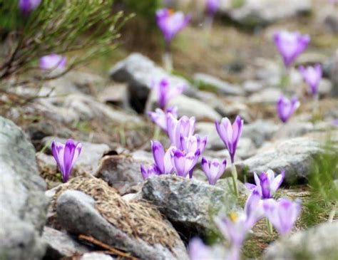 Fleurs Bulbes De Printemps Nos Id Es De Plantation