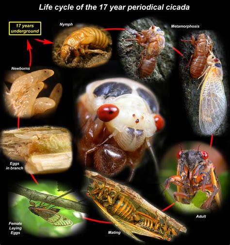 Cicadas Life Cycle