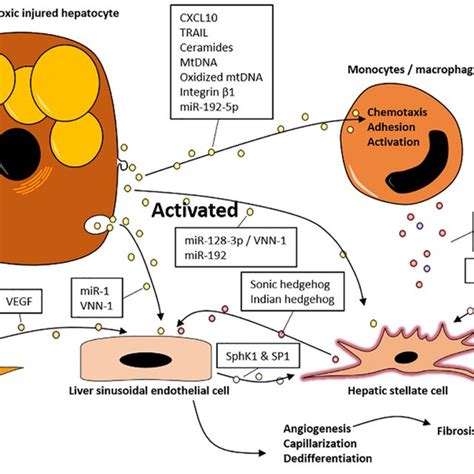 Lipotoxic Hepatocytes Release Extracellular Vesicles Evs Lipotoxic Download Scientific