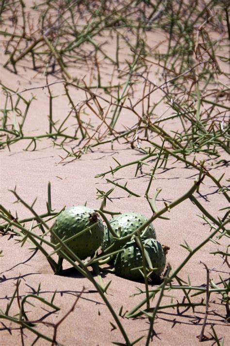 two green objects sitting in the middle of some grass and sand with no leaves on them