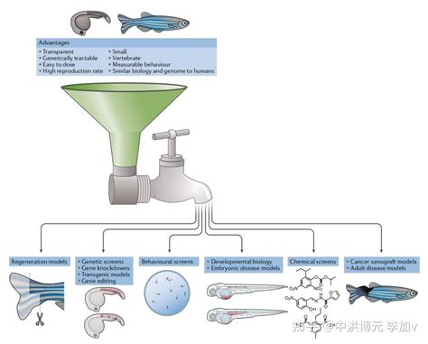 带你了解拥有“水中小白鼠”“脊椎动物中的果蝇”之称的模式生物——斑马鱼 知乎