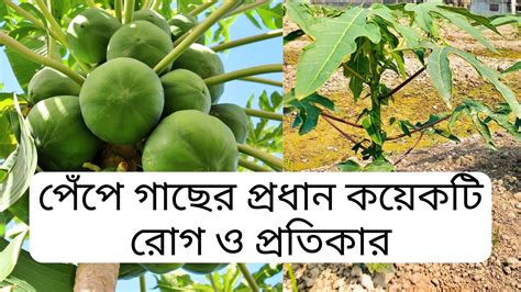 পেঁপে চাষ তথ্য পেঁপে গাছের রোগ ও প্রতিকার Papaya Cultivation In