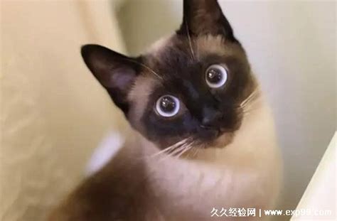 宠物猫的品种图片名字大全及价格 神奇评测