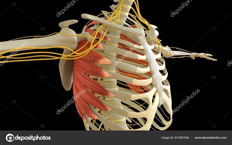 Serratus Anterior Muscle Anatomy Medical Concept Illustration Stock