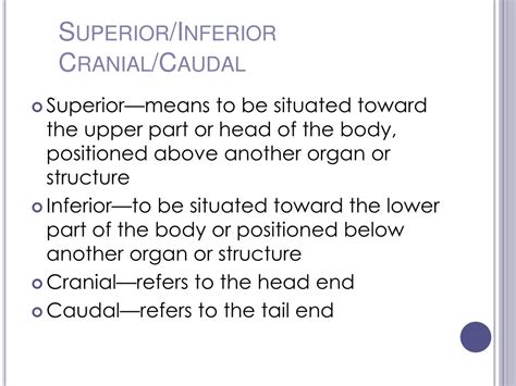 Ppt Anatomical Terminology Powerpoint Presentation Free Download Id 2329740