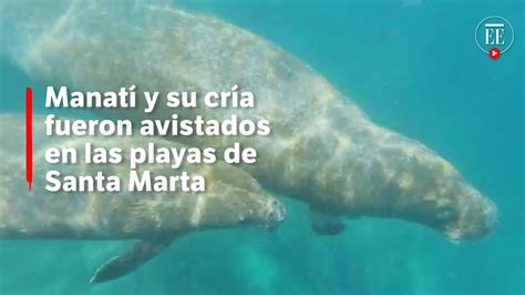 Madre Manat Y Su Cr A Fueron Avistados En Una Playa De Santa Marta