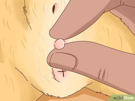 How To Determine The Sex Of A Kitten Steps With Pictures