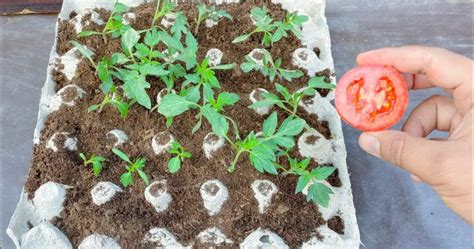 how to cultivate tomatoes at home