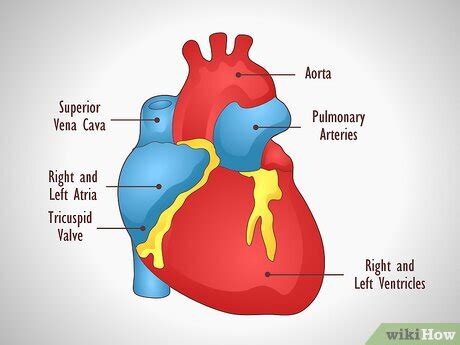 How To Draw A Human Heart An Easy Step By Step Guide