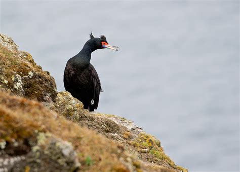 Red Faced Cormorant St Paul Island Tour