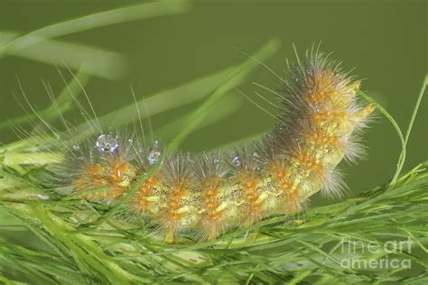 Salt Marsh Moth aka Acrea Moth Caterpillar Photograph by Olga Hamilton ...