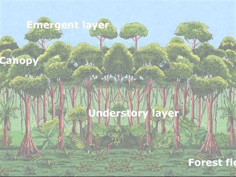 Layers Of The Rainforest By Tdgarmon