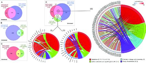 Identification And Functional Characterisation Of Overlapping Genes And